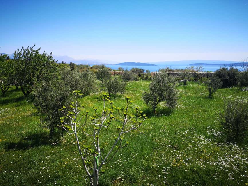 Kastela: Wine & Olive Tasting Tour w/Delicacies & Live Music - A family farm between Trogir and Split