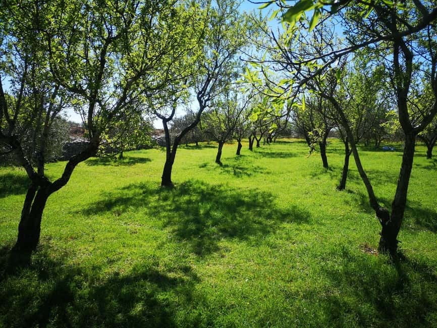 Kastela: Wine & Olive Tasting Tour w/Delicacies & Live Music - Bijaći and the story beneath the vines