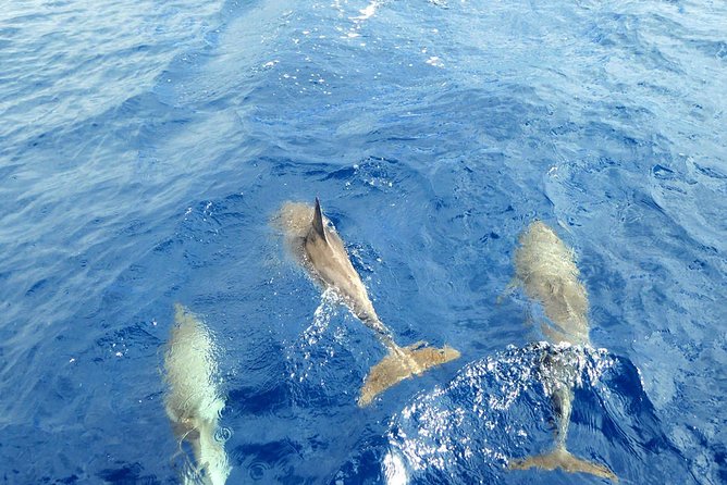Luxury Opera 60 Whale & Dolphin Watching Experience - Food, prosecco, and the service question