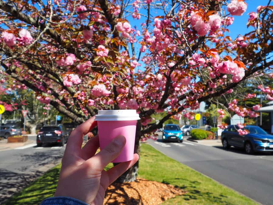 Roos, Blues & Views - Blue Mountains Day Tour w Lunch - Leura or Katoomba for lunch and something sweet