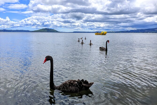 Rotorua: WaiOtapu & Redwood forest & Blues springs from Auckland - What the private guide adds