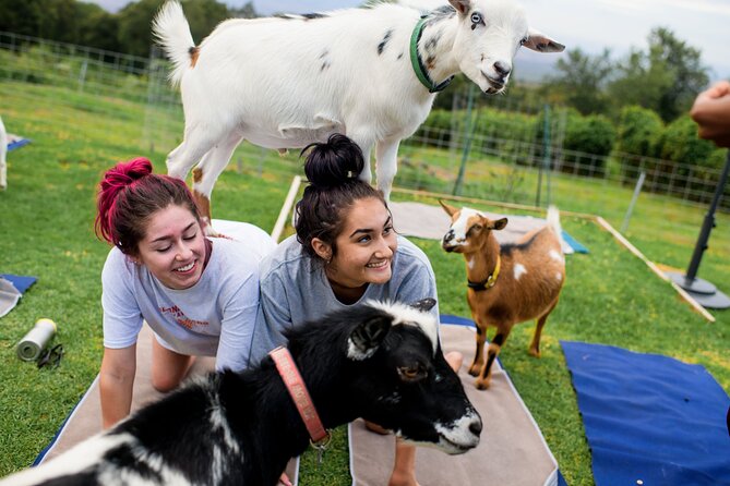 Sunset Maui Goat Yoga with Live Music - Key things to know before you book