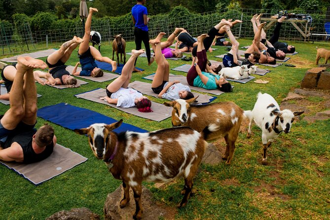 Sunset Maui Goat Yoga with Live Music - Live Hawaiian music and the sunset setting