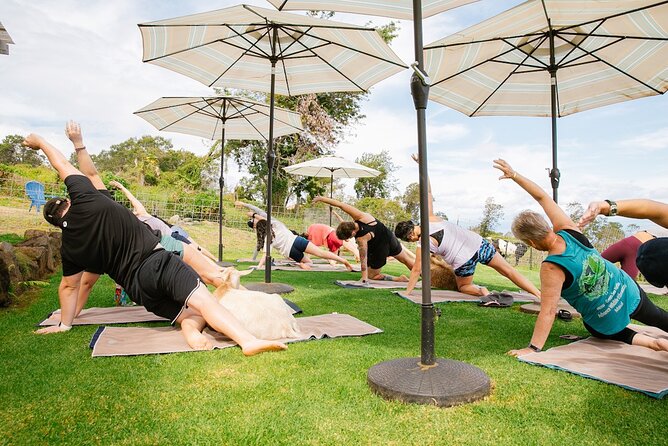 Sunset Maui Goat Yoga with Live Music - The goats are the stars, with a few sharp edges