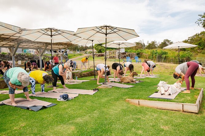 Sunset Maui Goat Yoga with Live Music - Price and what the $69 covers