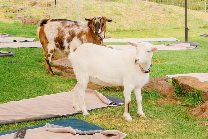 Sunset Maui Goat Yoga with Live Music - Who will enjoy this most