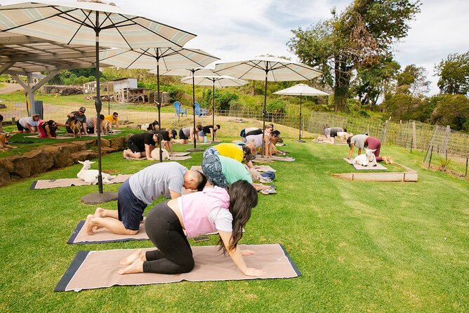 Sunset Maui Goat Yoga with Live Music - Small details that make the experience work