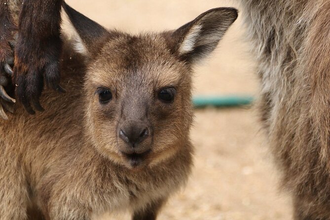 Sydney Opera House and Aussie Animals Private Tour - Why this pairing works in Sydney