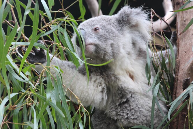 Sydney Opera House and Aussie Animals Private Tour - The Sydney Opera House from the inside